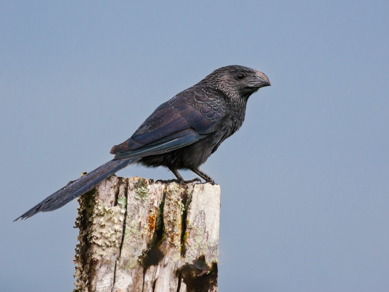 image Groove-billed Ani